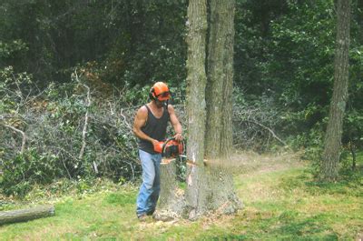 Jim's tree and stump removal are new zealand's leading arborist with services spanning both north and south island. Jim's Tree Service - Home