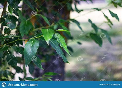 Green Leaves On A Tree Branch Close Up Stock Image Image Of Green