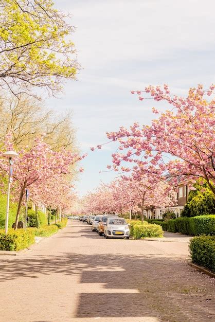 Premium Photo Cherry Blossoms On The Street
