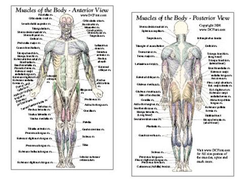 Muscle Anatomy Card Anterior And Posterior Clinical Charts And Supplies