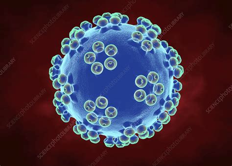 Human Papillomavirus Illustration Stock Image F0281752 Science