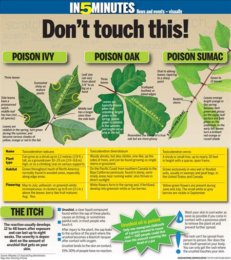 Poison Ivy Plant Identification