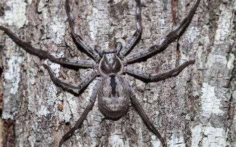 How Long Do Huntsman Spiders Live For The Spider Blog