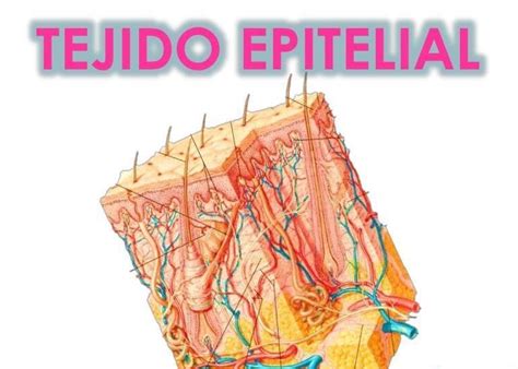 Histo Embriolog A Tejidos Epitelial Y Nervioso