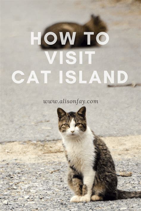 Exploring Cat Island Japan Tashirojima Travel Guide And How To Get To