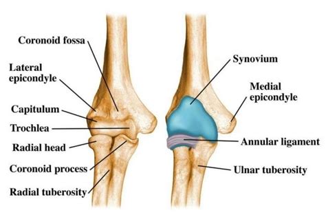 Elbow Anatomy Problems Home Consultant Orthopaedic Surgeon