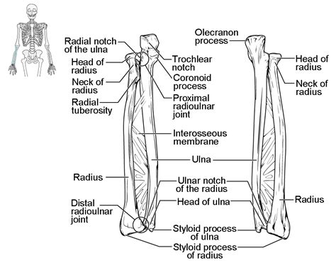 The radii at various positions x in bone is shown (solid and. Radius Ulna Anatomy - Anatomy Drawing Diagram