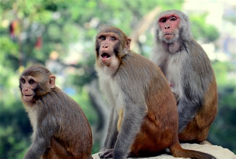 Fathers Genes May Drive Sociability In Male Monkeys Spectrum