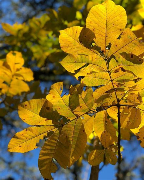 Mockernut Hickory Plant Leaves Gardening Zone Plants