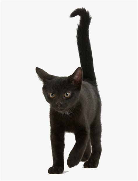 A Picture Of A Black Kitten Black Kittens Kittens Photo 41503191