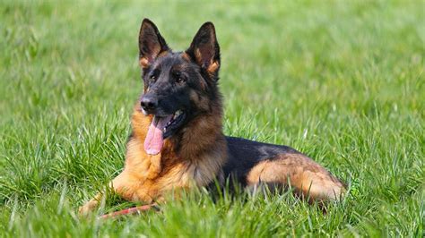 German Shepherd Dog Breed Information And Health Problems Petmoo