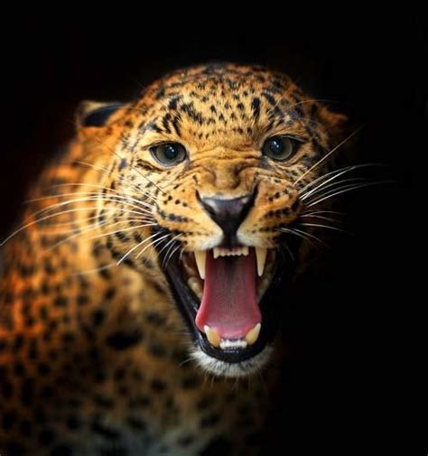 35 best images about JAGUAR on Pinterest | Black jaguar, Sculpture and