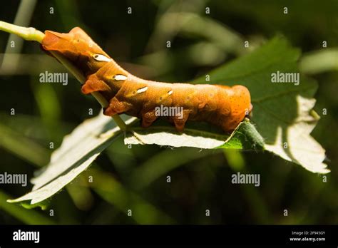 Moth Caterpillar Eumorpha Pandorus Eating On Leaf Stock Photo Alamy