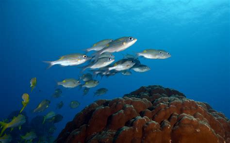 Indian Ocean The Fish Directory