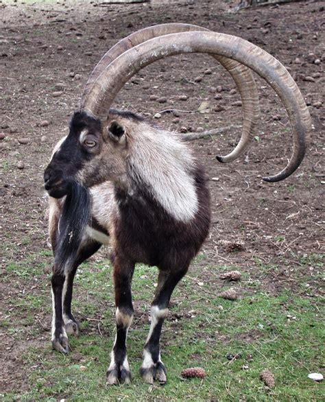 Bezoar Mountain Goat Dieren Wilde Dieren Geiten
