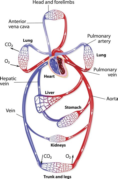 Human Heart Function Poor Circulation Improve Blood Circulation Human