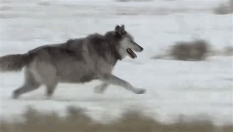 Wolf Running Photography  Wiffle