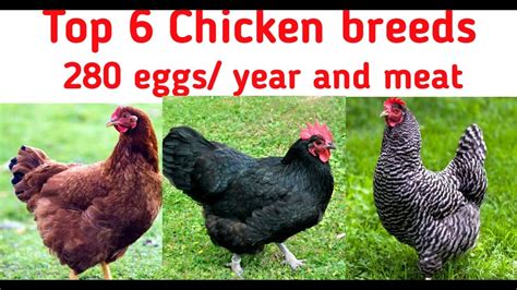 Top 6 Chicken Breeds For Eggs And Meat Production Youtube