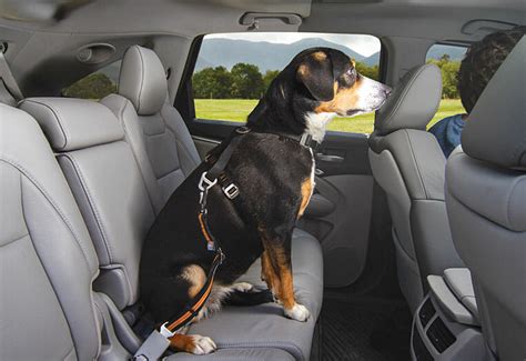 Best Way To Transport Large Dog In Car Transport Informations Lane