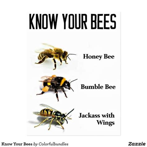 Know Your Bees Postcard Zazzle Funny Spongebob Memes Funny Animal