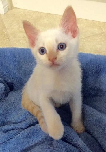 Adopt Avery The Flamepoint Siamese Mix Kitten From Cats