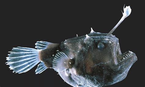 鮟鱇鱼，是世界上最丑最奇葩的鱼鮟鱇鱼鱼奇葩新浪新闻