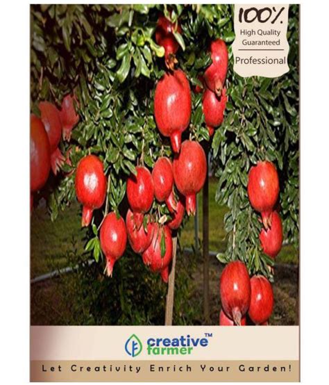 Creative Farmer Dwarf Pomegranate Plant Seeds Buy Creative Farmer