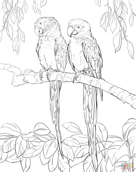 Two Scarlet Macaws Coloring Page Free Printable Coloring Pages