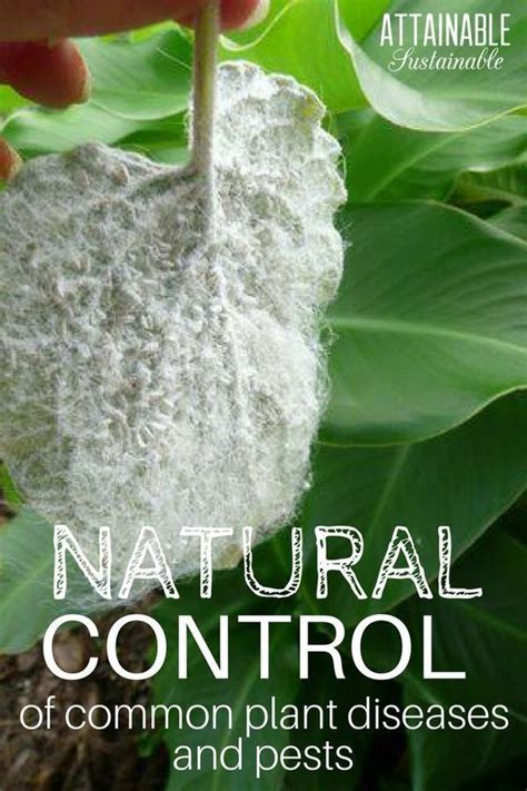How To Get Rid Of Whiteflies Plant Diseases Plant Pests Garden Pests