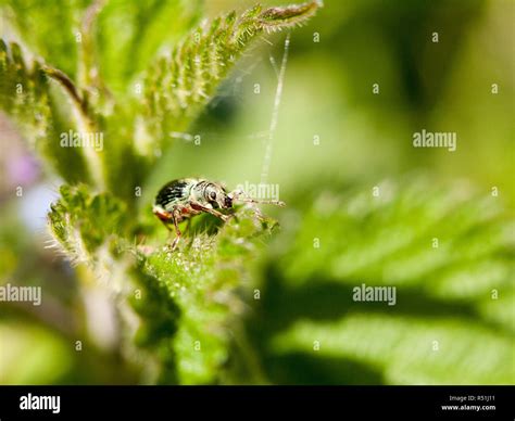 A Green Armored Bug On Top Of A Leaf With Its Eye In Clear Focus Macro