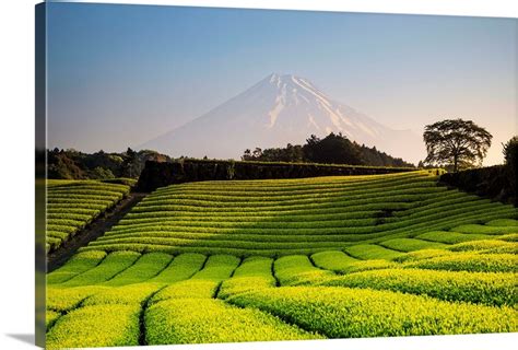 Japan Shizuoka Prefecture Mt Fuji And Green Tea Plantations Wall Art