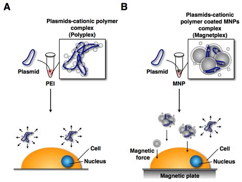 IJMS Free Full Text Application Of Magnetic Nanoparticles To Gene