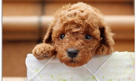 1986 press photo puppies for sale on s. List of Hypoallergenic Dogs - Yorkiepoo | Morkiepoo ...