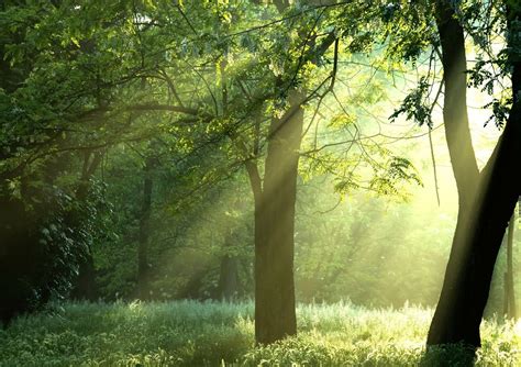 Sunshine Green Trees Nature Trees Forest Sun Beam Phone Wallpapers