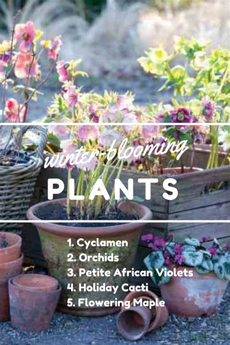 Winter Blooming Plants For Indoors Mother Earth Living Blooming