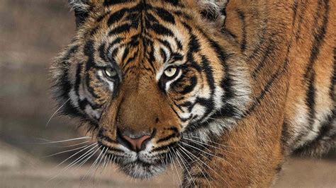 Scientists Publish A Plan To Bring Back The Extinct Caspian Tiger By