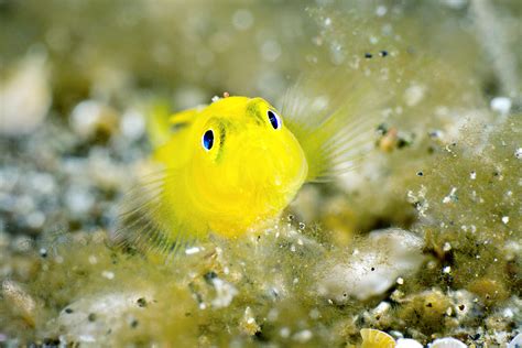 Yellow Pygmy Goby Lubricogobius Exiguus Lembeh Feb 2012 Flickr