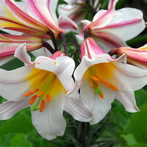 Buy Lily Bulb Lilium Regale Delivery By Crocus