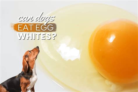 Can Dogs Eat Scrambled Eggs With Milk