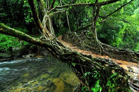 Living Root Bridges Meghalaya A Marvel Of Nature