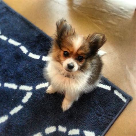 pomeranian chihuahua mix puppy pomchi fluff squee squee pinterest puppys