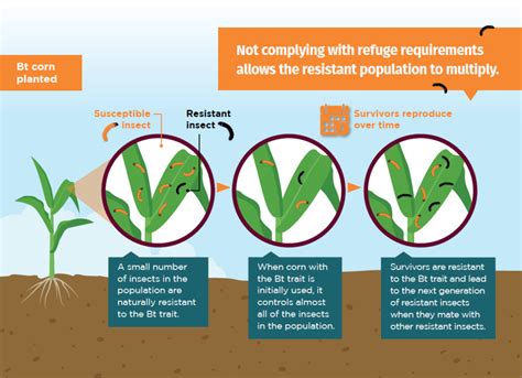 How Resistance Develops In Bt Corn Manage Resistance Now