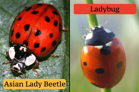 what s the difference between ladybugs and asian lady beetles plunkett s pest control