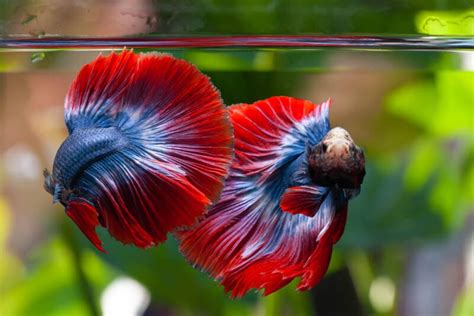 Can Male Female Betta Fish Live Together In The Same Tank