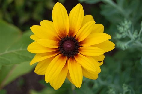 Al fine di ottenere piante più ramificate e fiorifere. Fiore Giallo Margherita Natura · Foto gratis su Pixabay