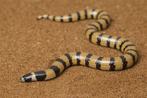 Simoselaps Anomalus Desert Banded Snake George Madani Flickr