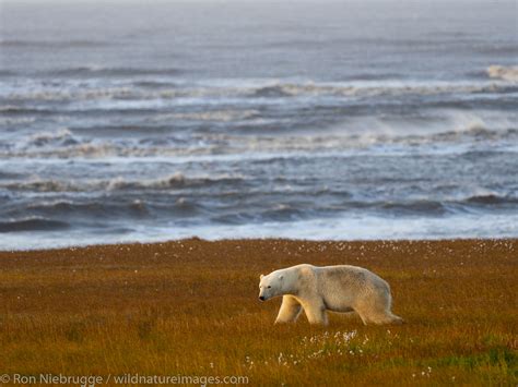 Polar Bears Anwr Alaska Alaska Photos By Ron Niebrugge