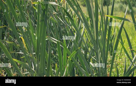Bulrush Rush Rushes Hi Res Stock Photography And Images Alamy