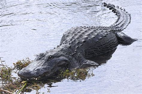 Krokodil Oder Alligator Wo Ist Der Unterschied