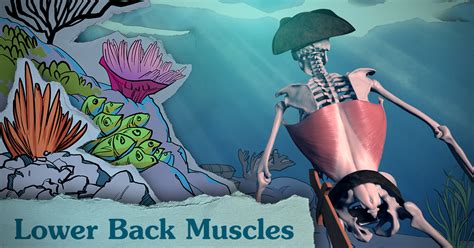 Tutorials on the anatomy and actions of the back muscles, using interactive animations, diagrams, and illustrations. How to Draw Lower Back Muscles - Anatomy and Motion | Proko